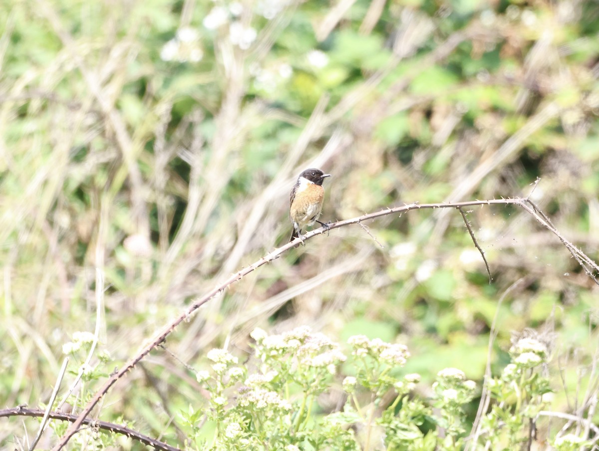 European Stonechat - ML645449932