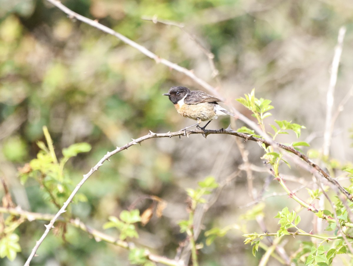 European Stonechat - ML645449933