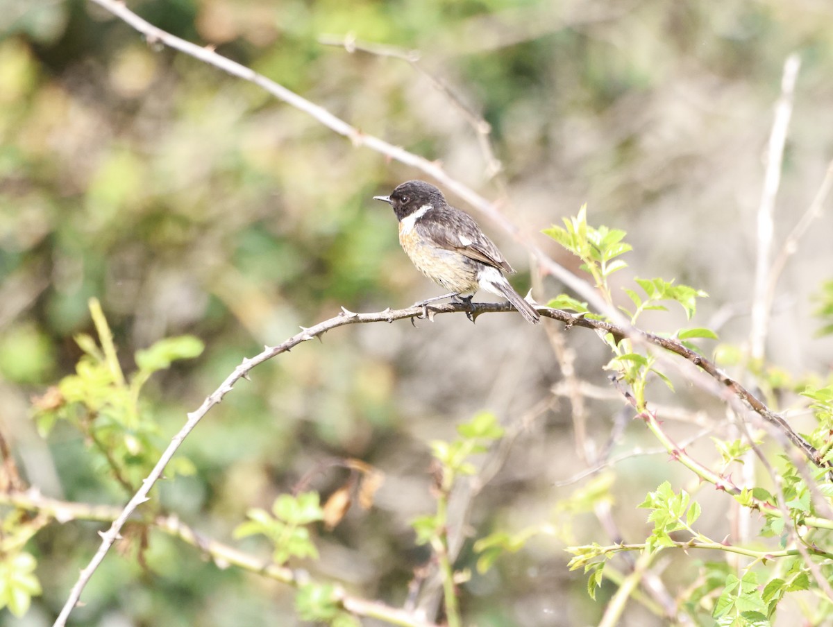 European Stonechat - ML645449934