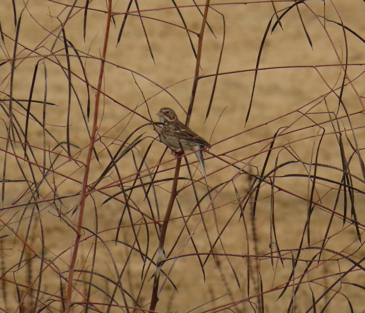 Vesper Sparrow - ML645449939