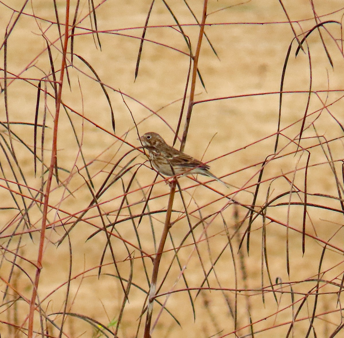 Vesper Sparrow - ML645449940