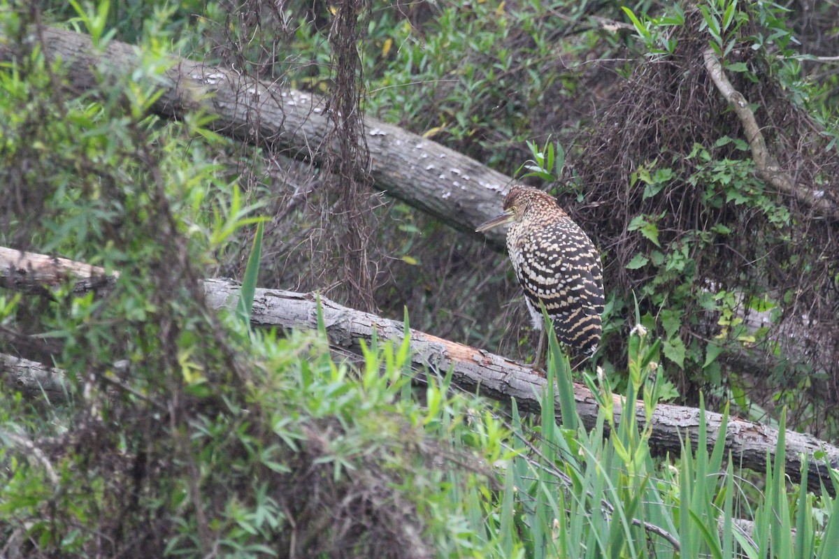 bukač červenavý - ML645449941