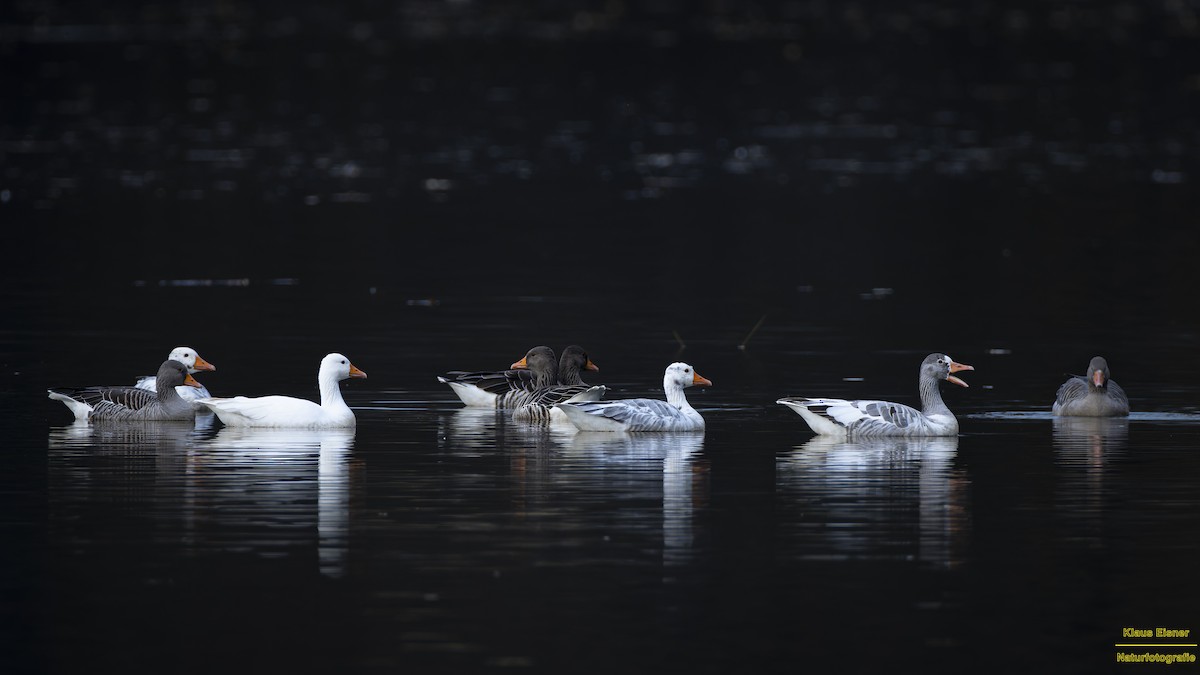 Graylag Goose - ML645449942