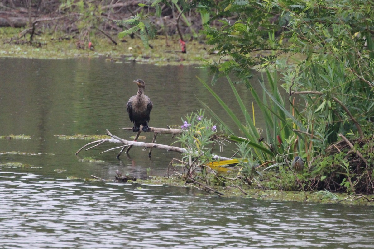 kormorán neotropický - ML645449946