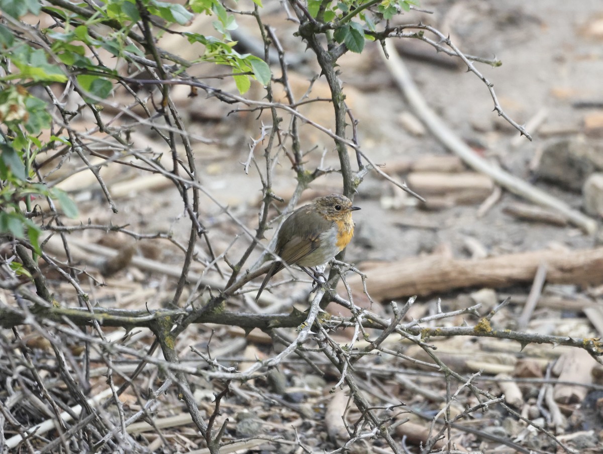 červenka obecná - ML645449949