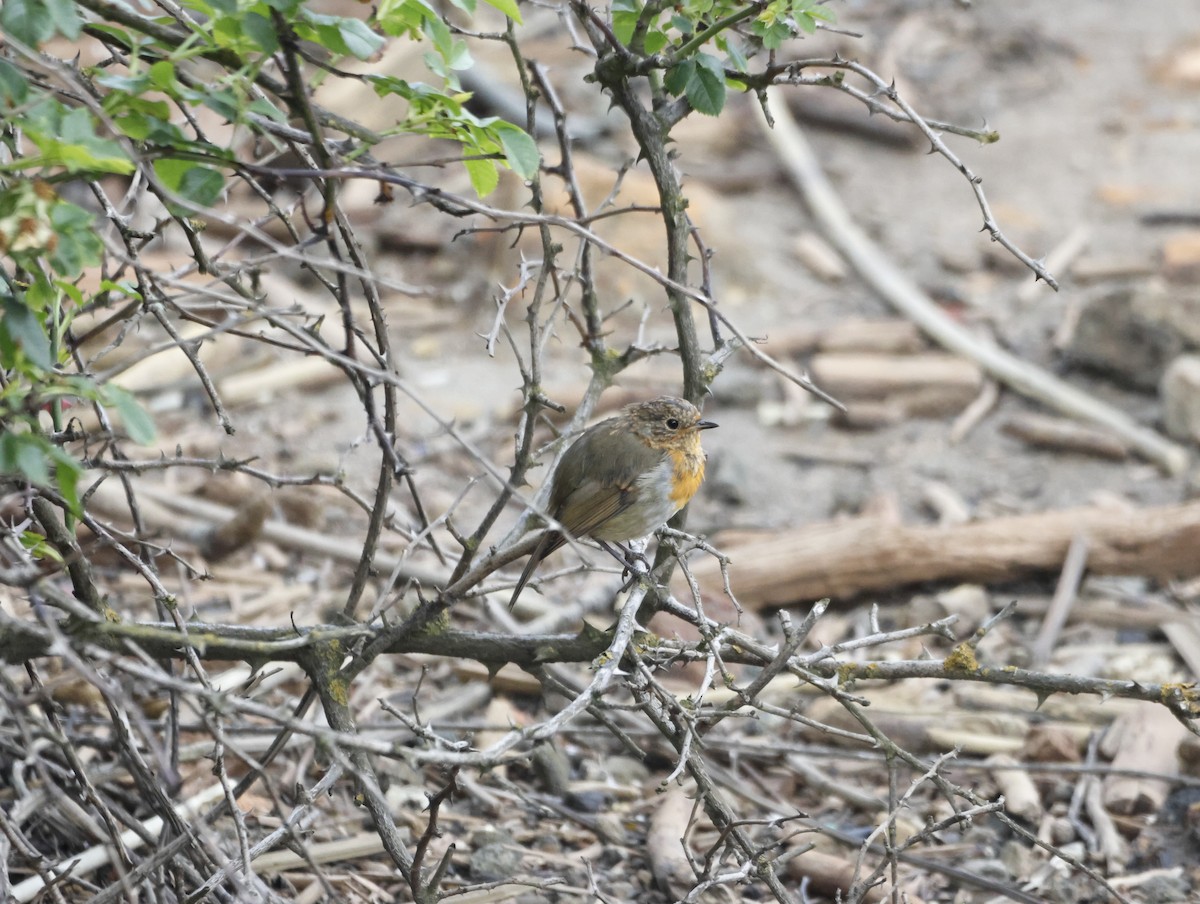 červenka obecná - ML645449950