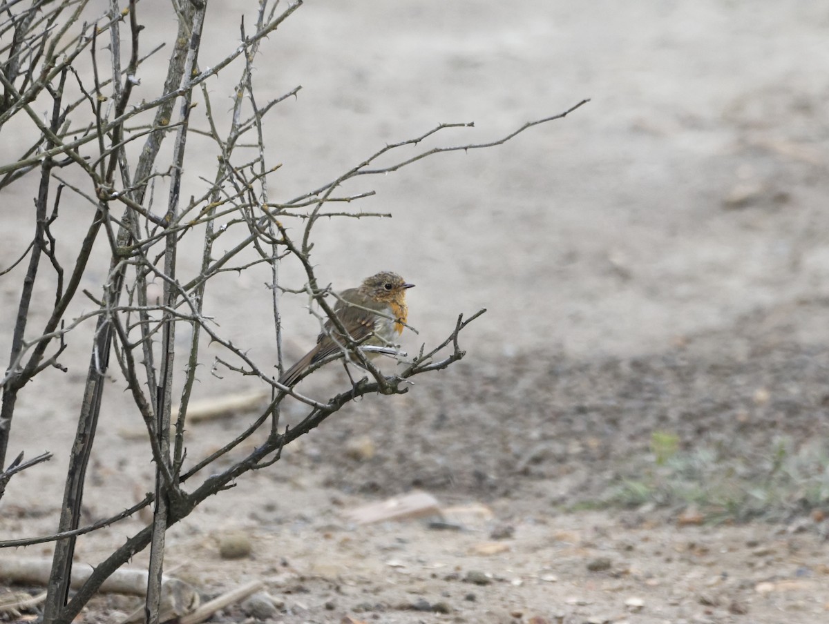 červenka obecná - ML645449951