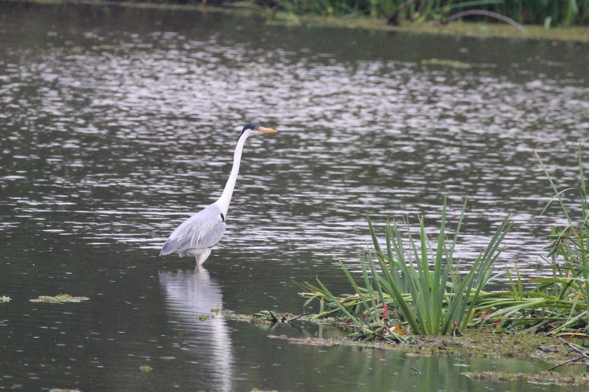 volavka jihoamerická - ML645449960