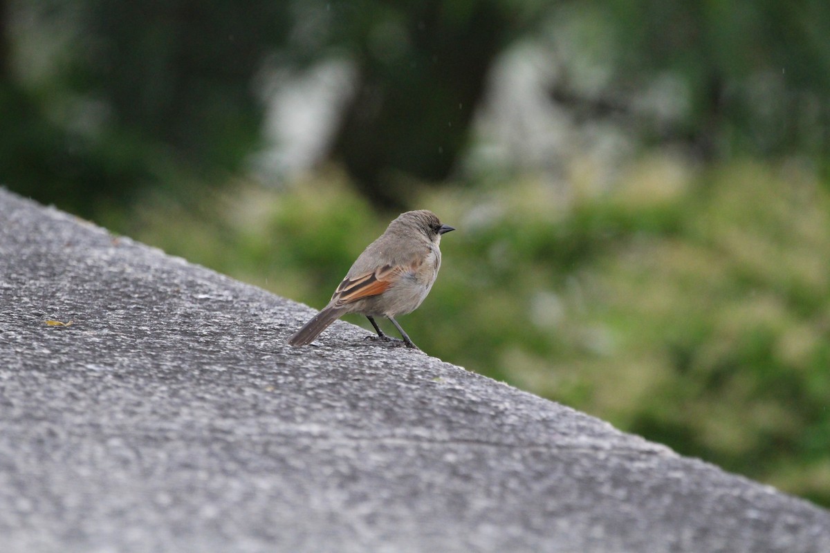 Grayish Baywing - ML645449963