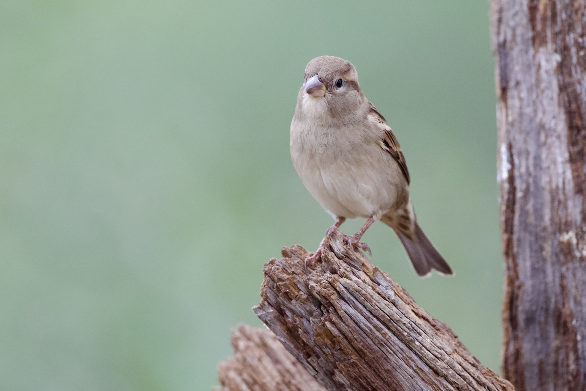 House Sparrow - ML645449964