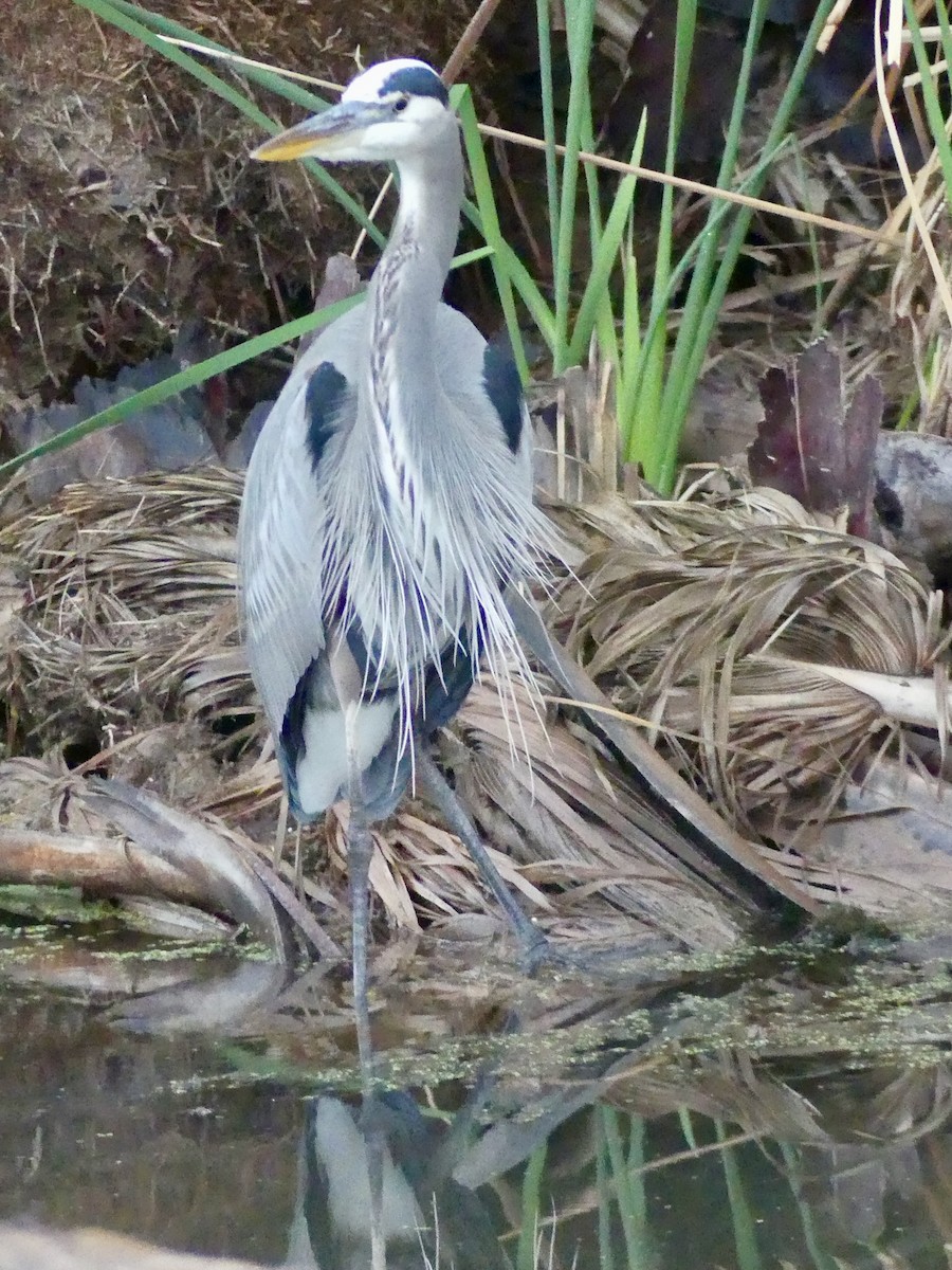 Great Blue Heron - ML645449965