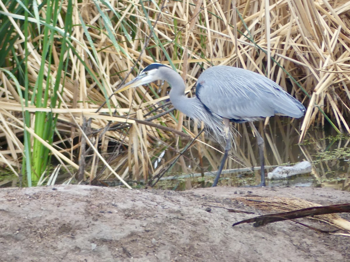 Great Blue Heron - ML645449966
