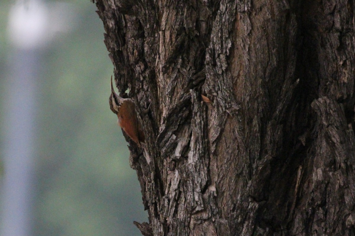 Narrow-billed Woodcreeper - ML645449968