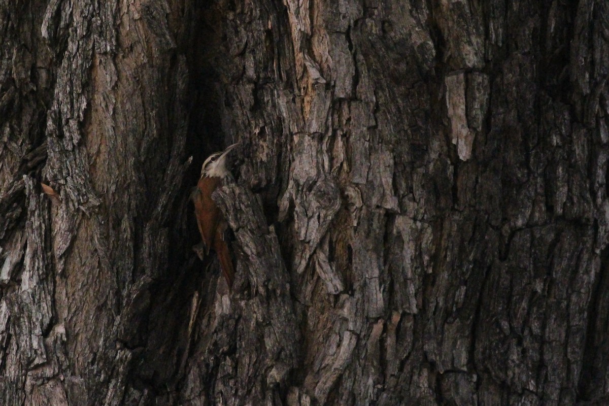 Narrow-billed Woodcreeper - ML645449969