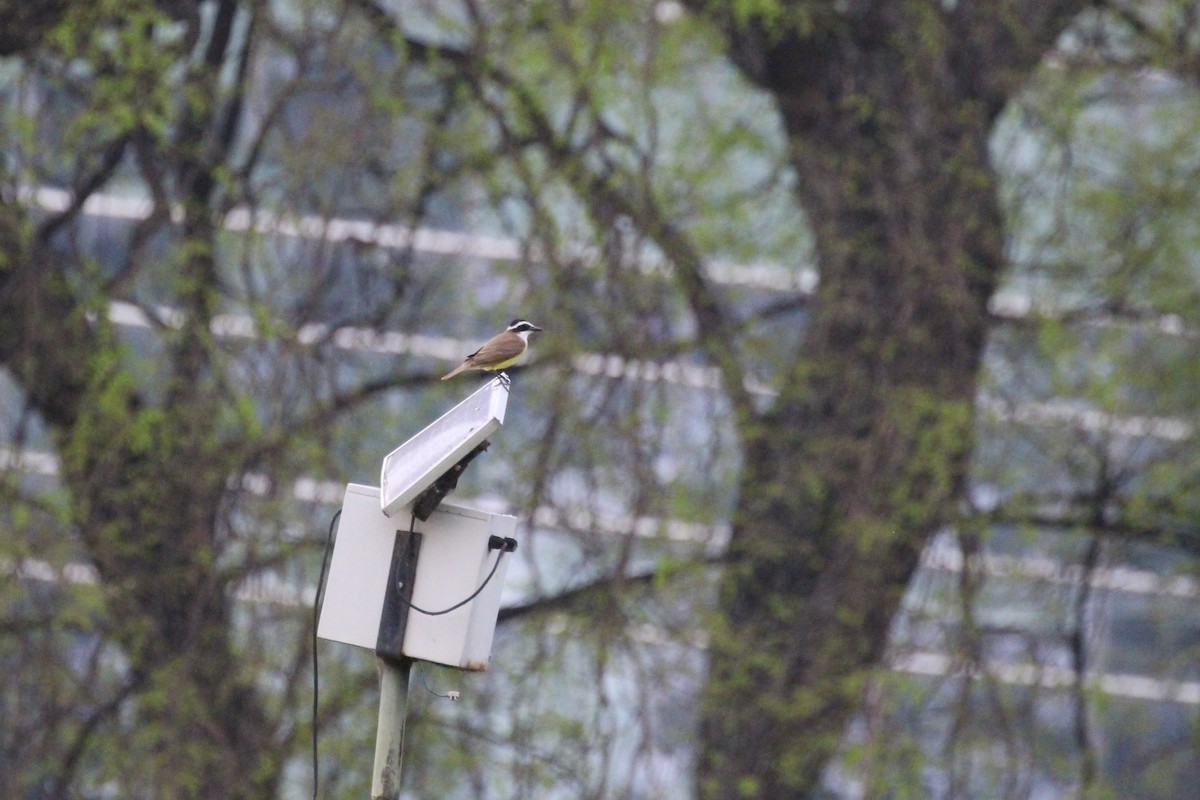 Great Kiskadee - ML645449972