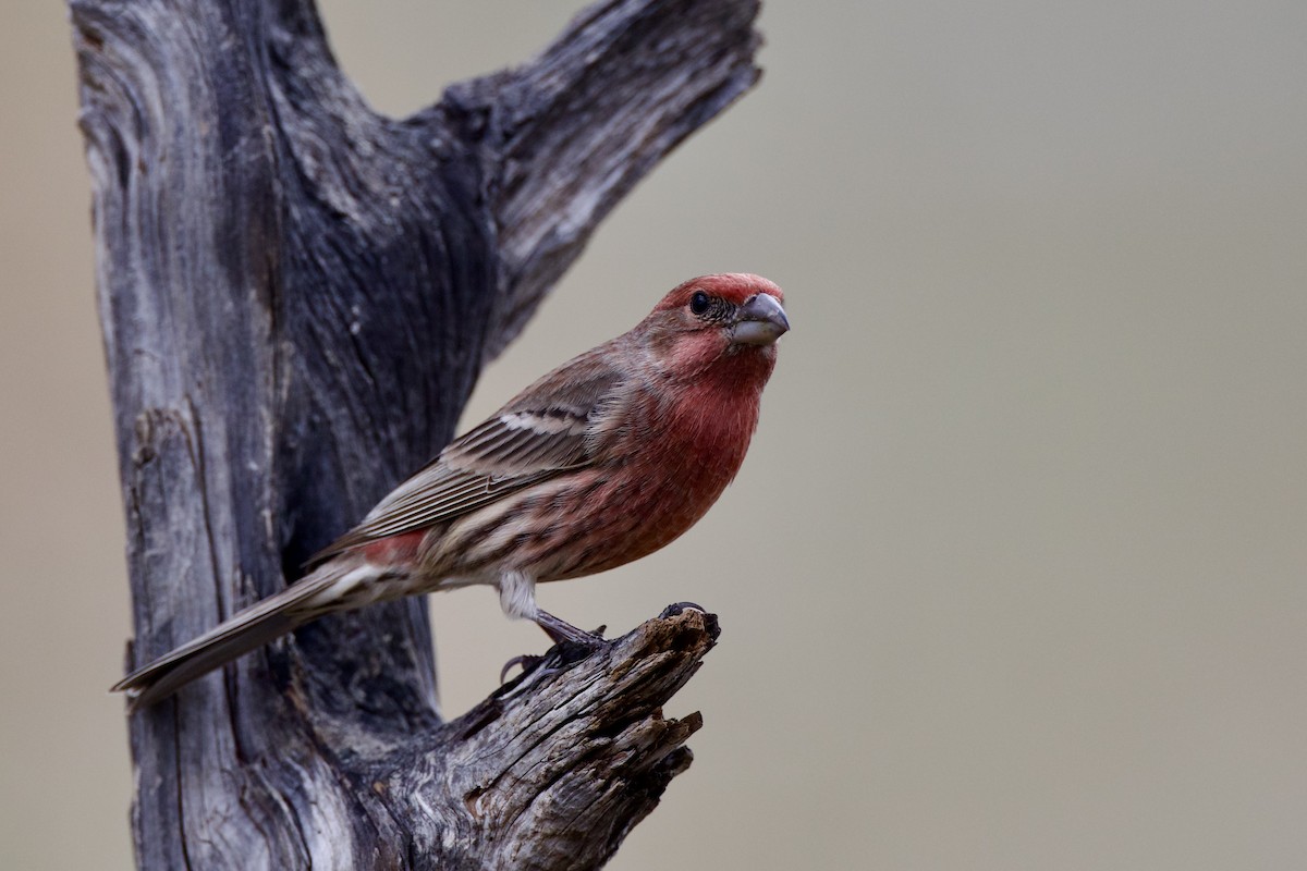 House Finch - ML645449976