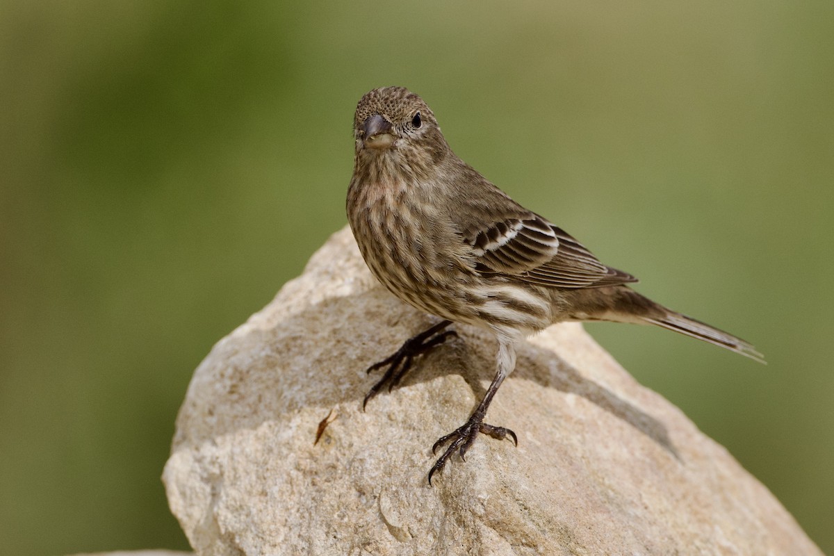 House Finch - ML645449977