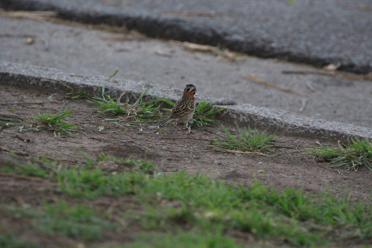 Rufous-collared Sparrow - ML645449981
