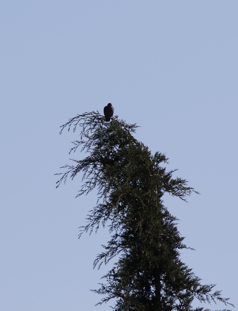 Dusky Turtle-Dove - ML645449987