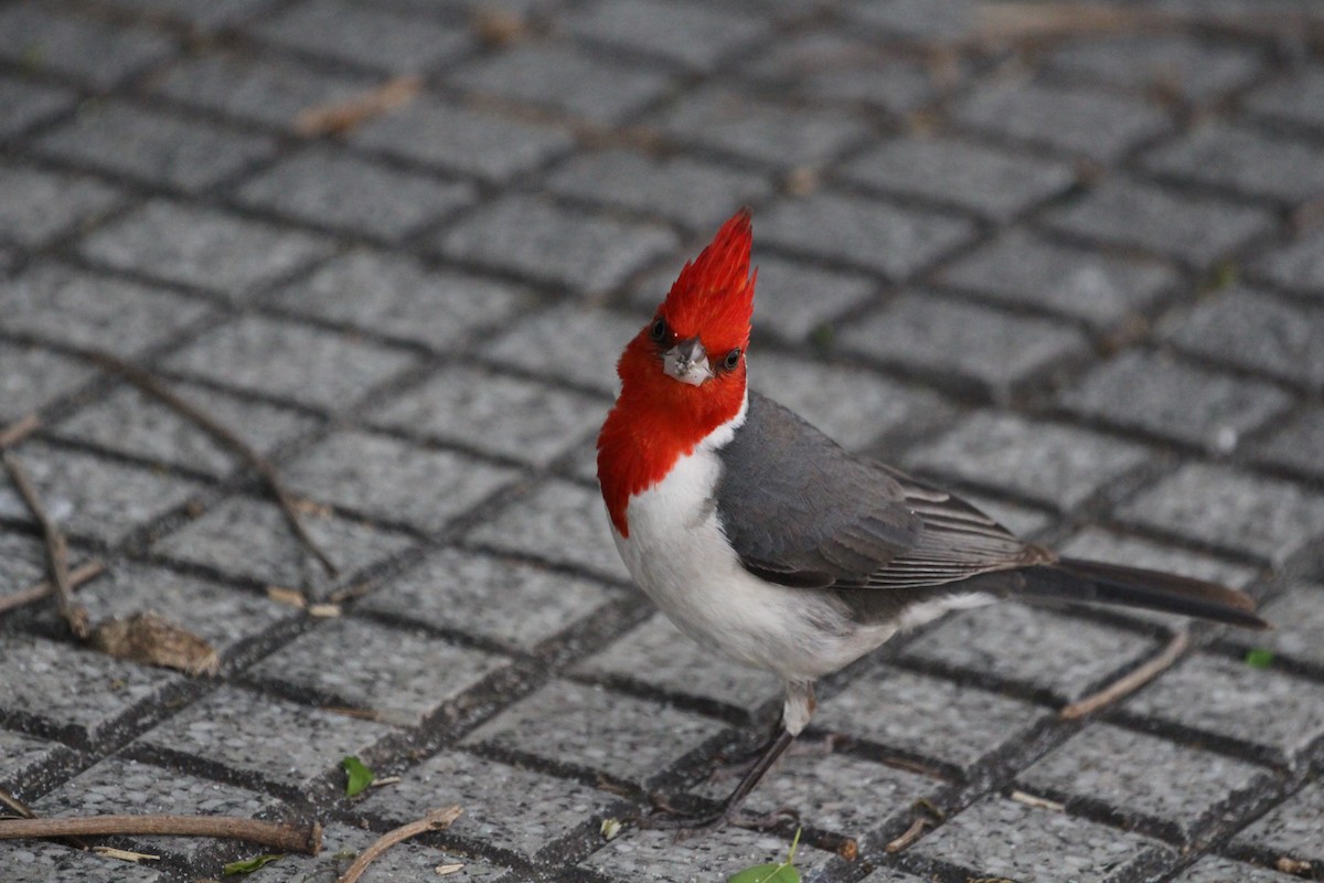 Red-crested Cardinal - ML645449988