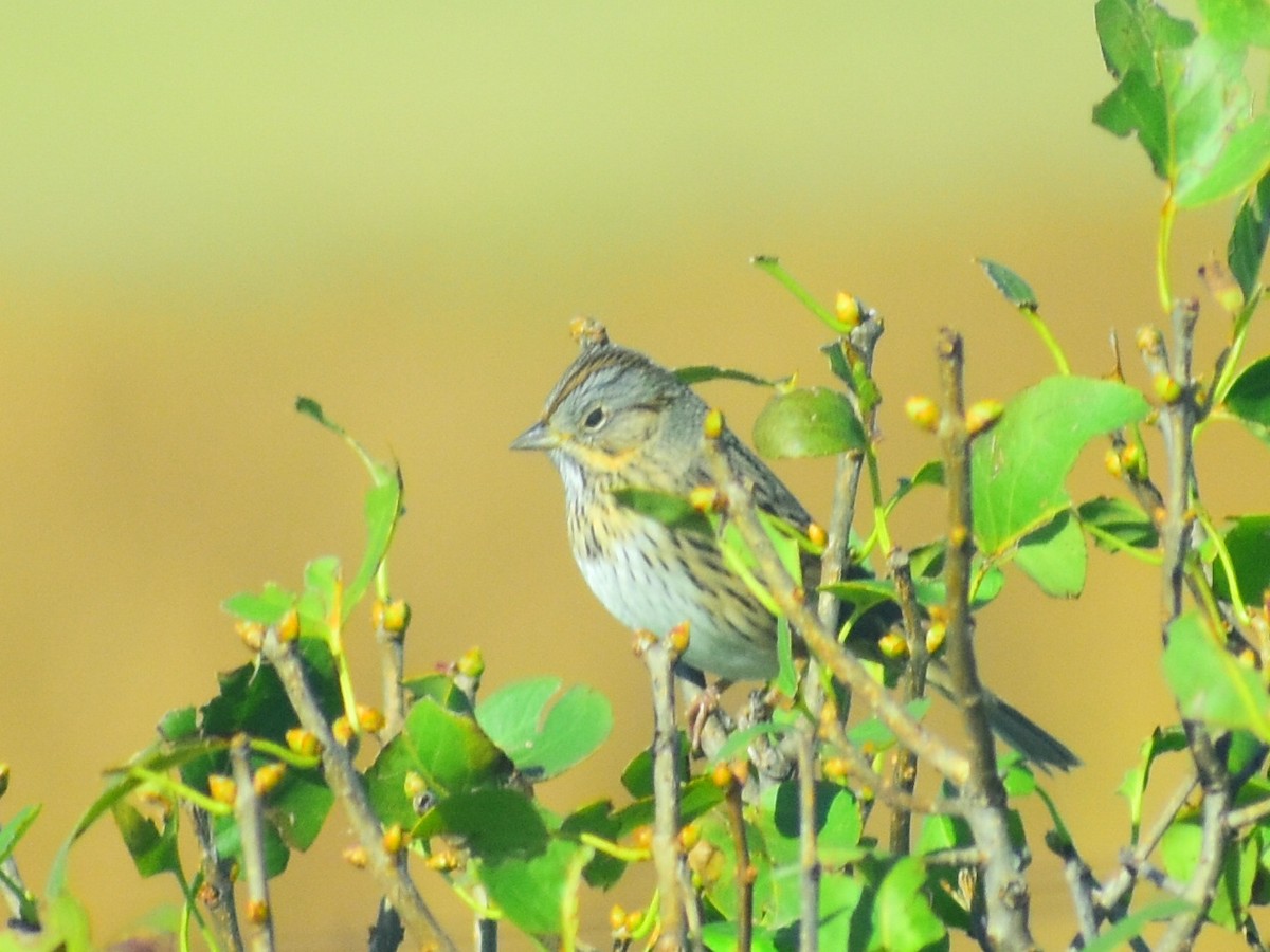 Lincoln's Sparrow - ML645449991