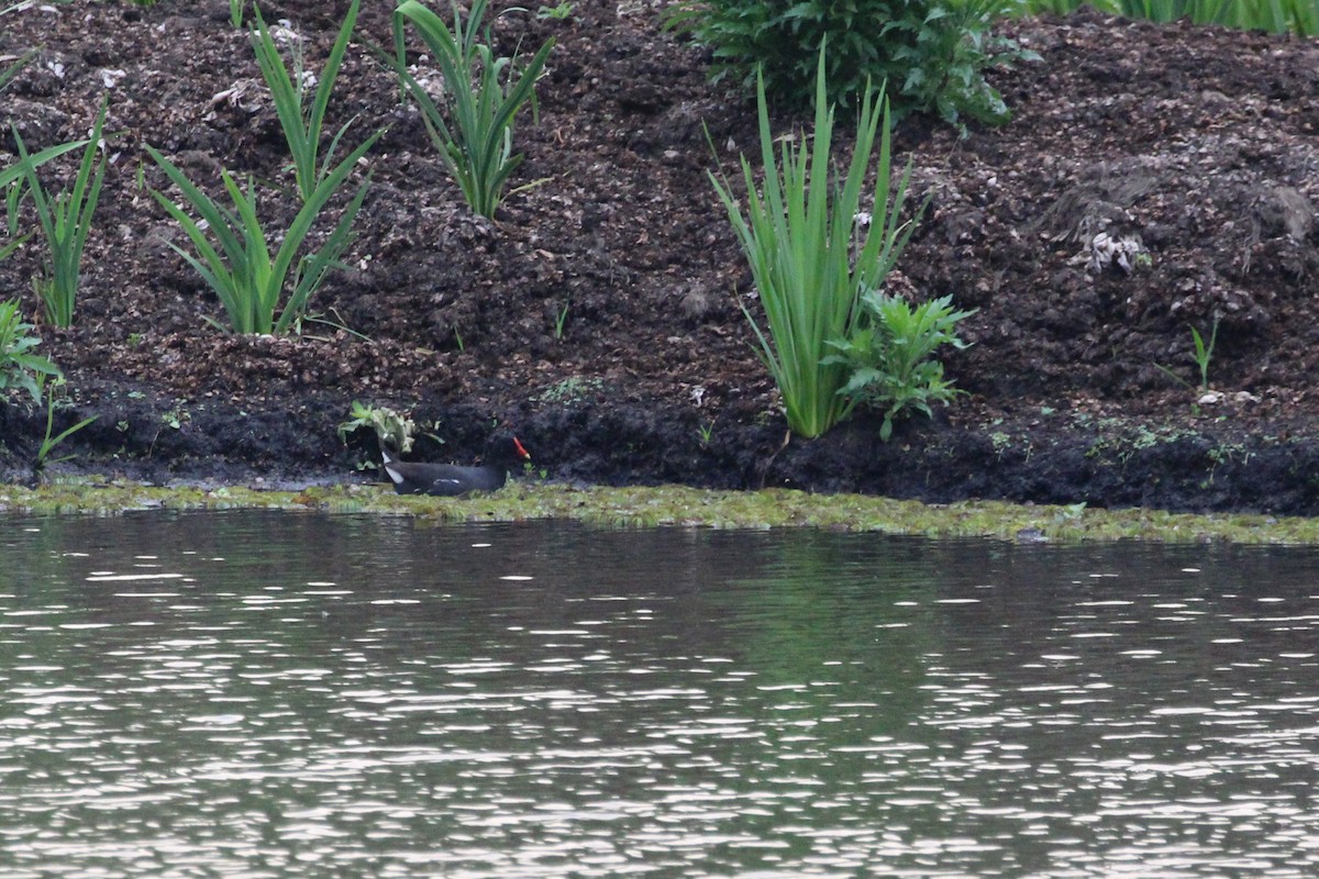 amerikasivhøne - ML645449993