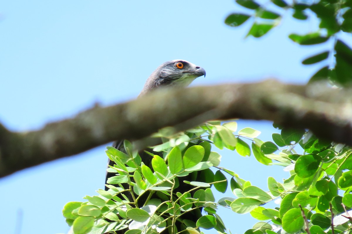 Crane Hawk - ML645450003