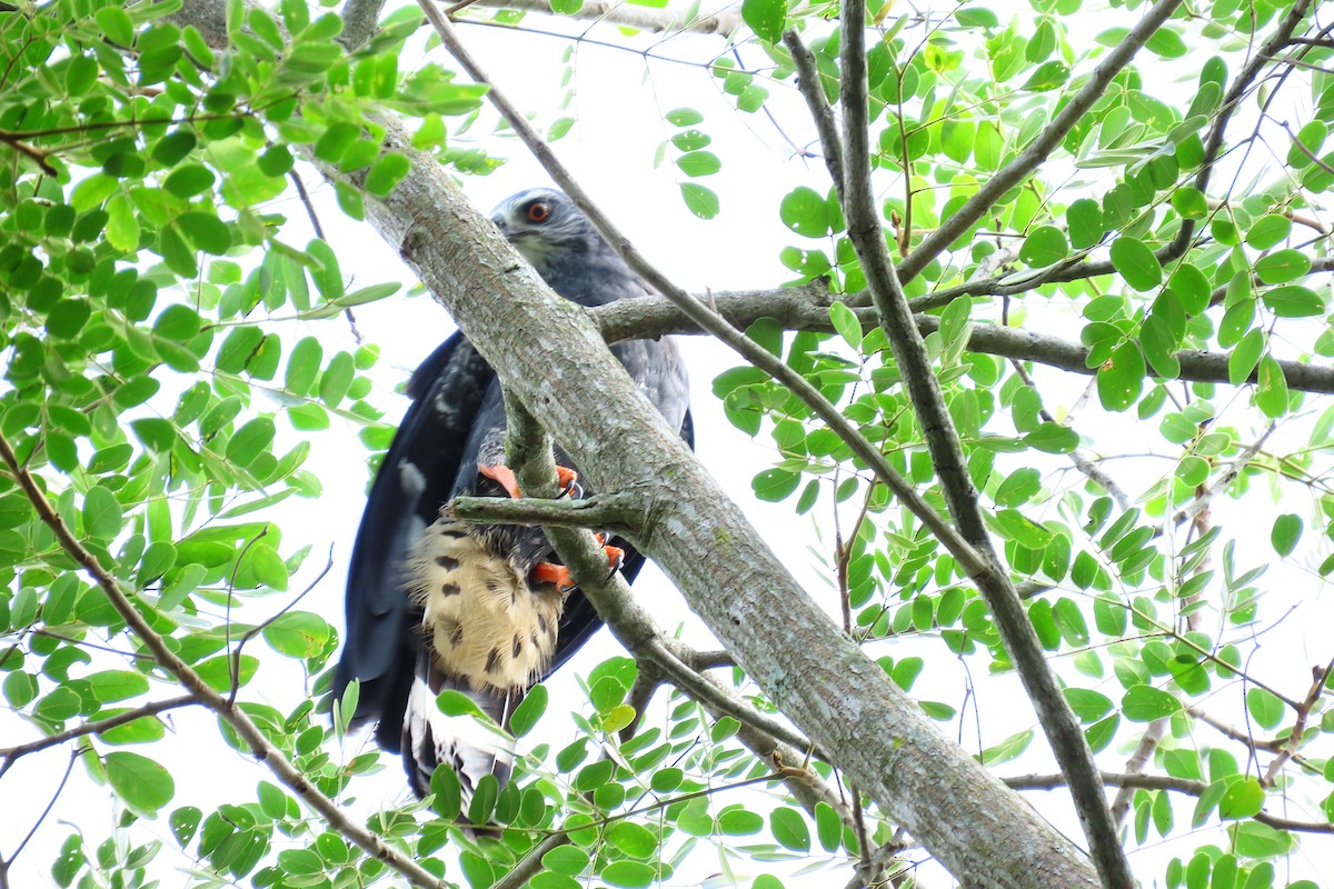 Crane Hawk - ML645450004