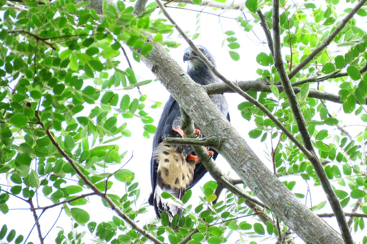 Crane Hawk - ML645450005