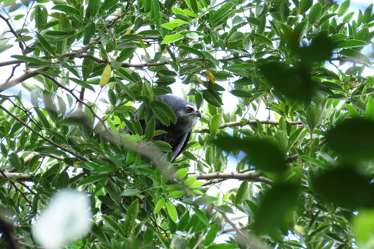 Crane Hawk - ML645450006