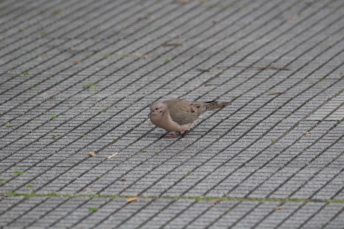 hrdlička černouchá - ML645450007