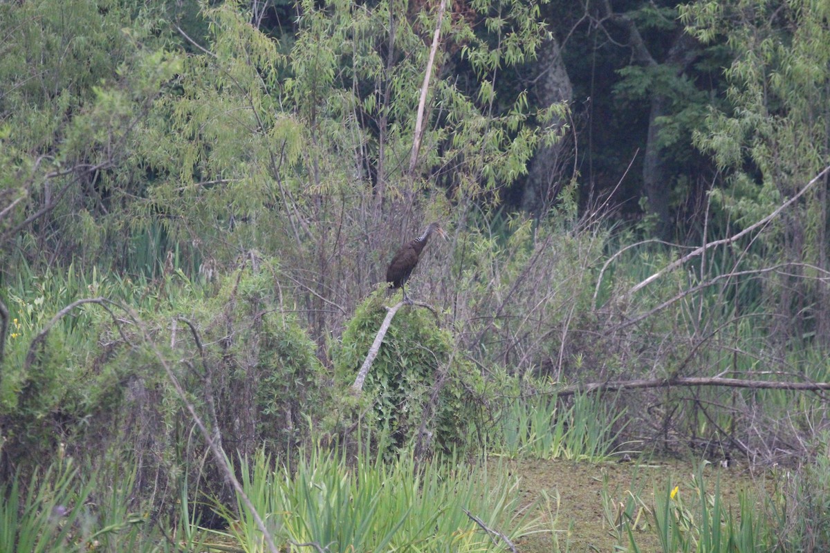 kurlan chřástalovitý - ML645450012