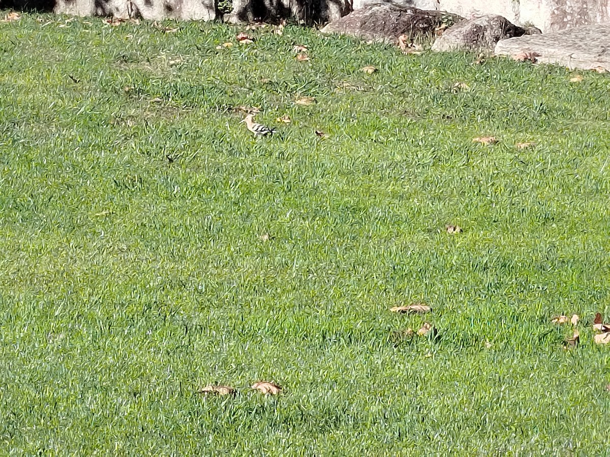 Common Hoopoe - ML645450019