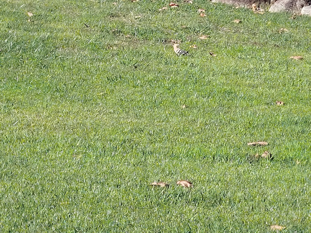 Common Hoopoe - ML645450020