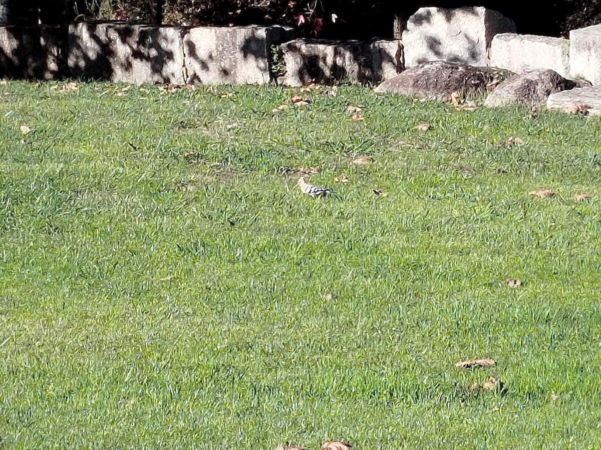 Common Hoopoe - ML645450021