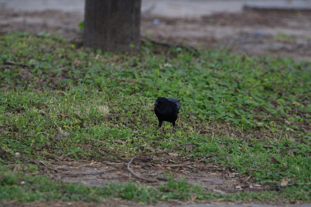 Shiny Cowbird - ML645450022