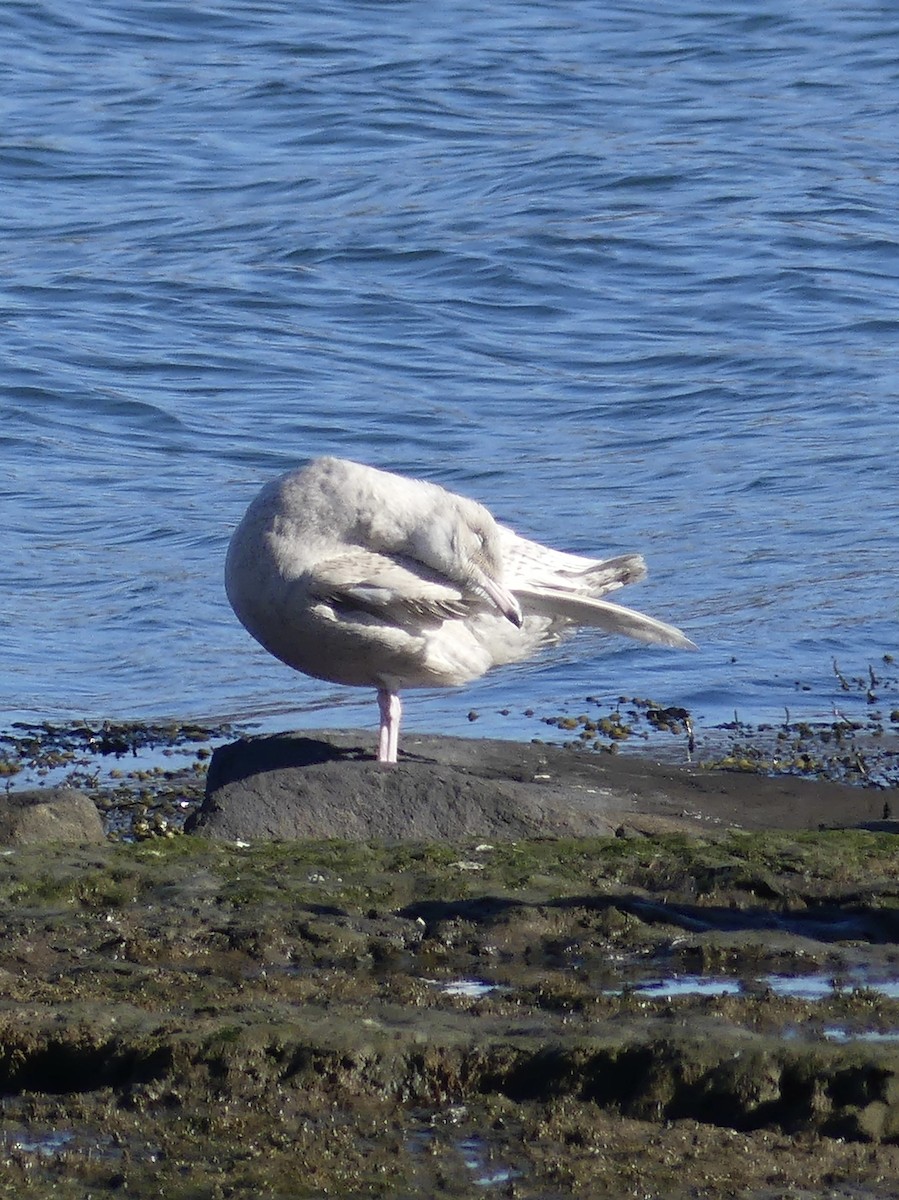 Glaucous Gull - ML645450023