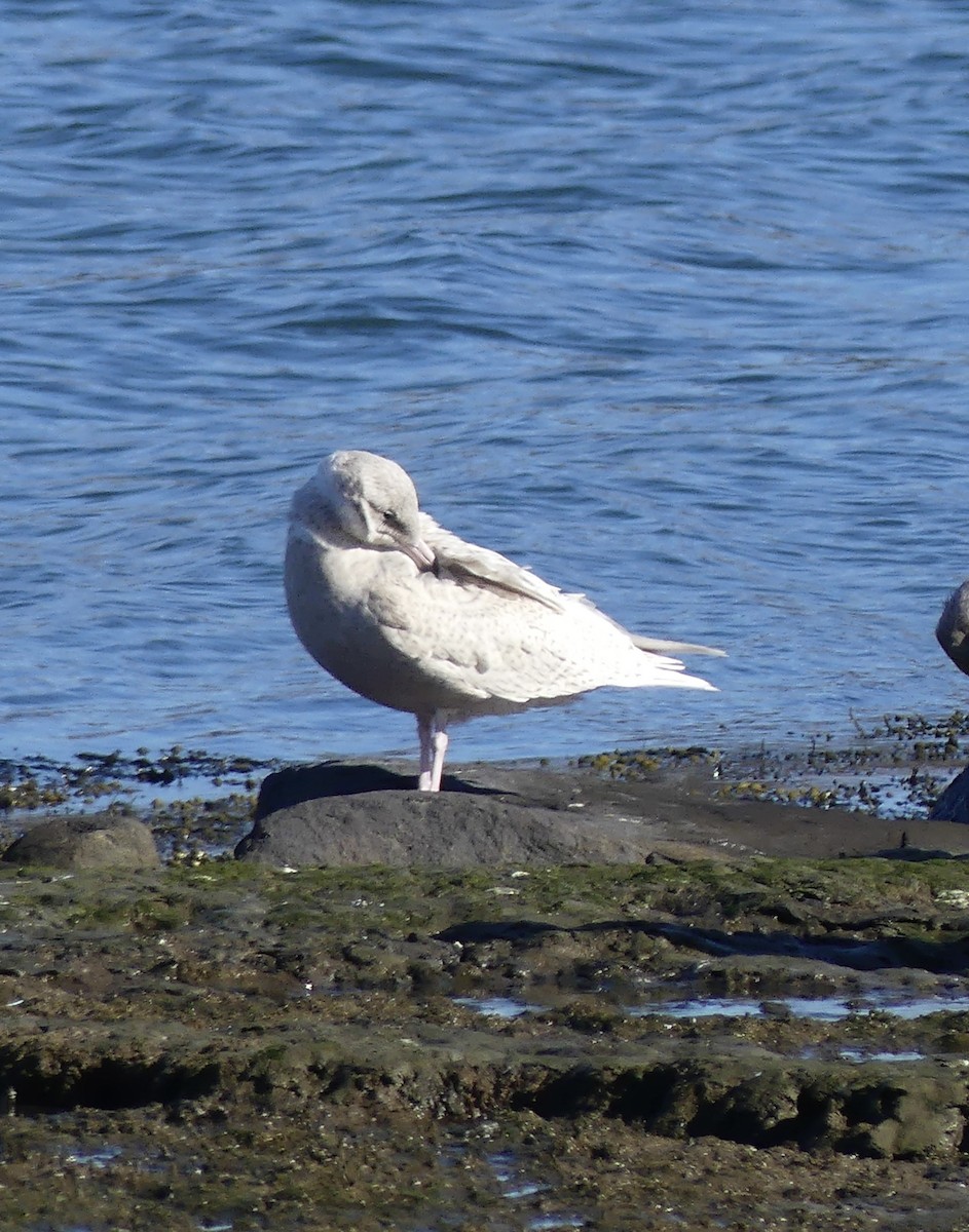 Glaucous Gull - ML645450024