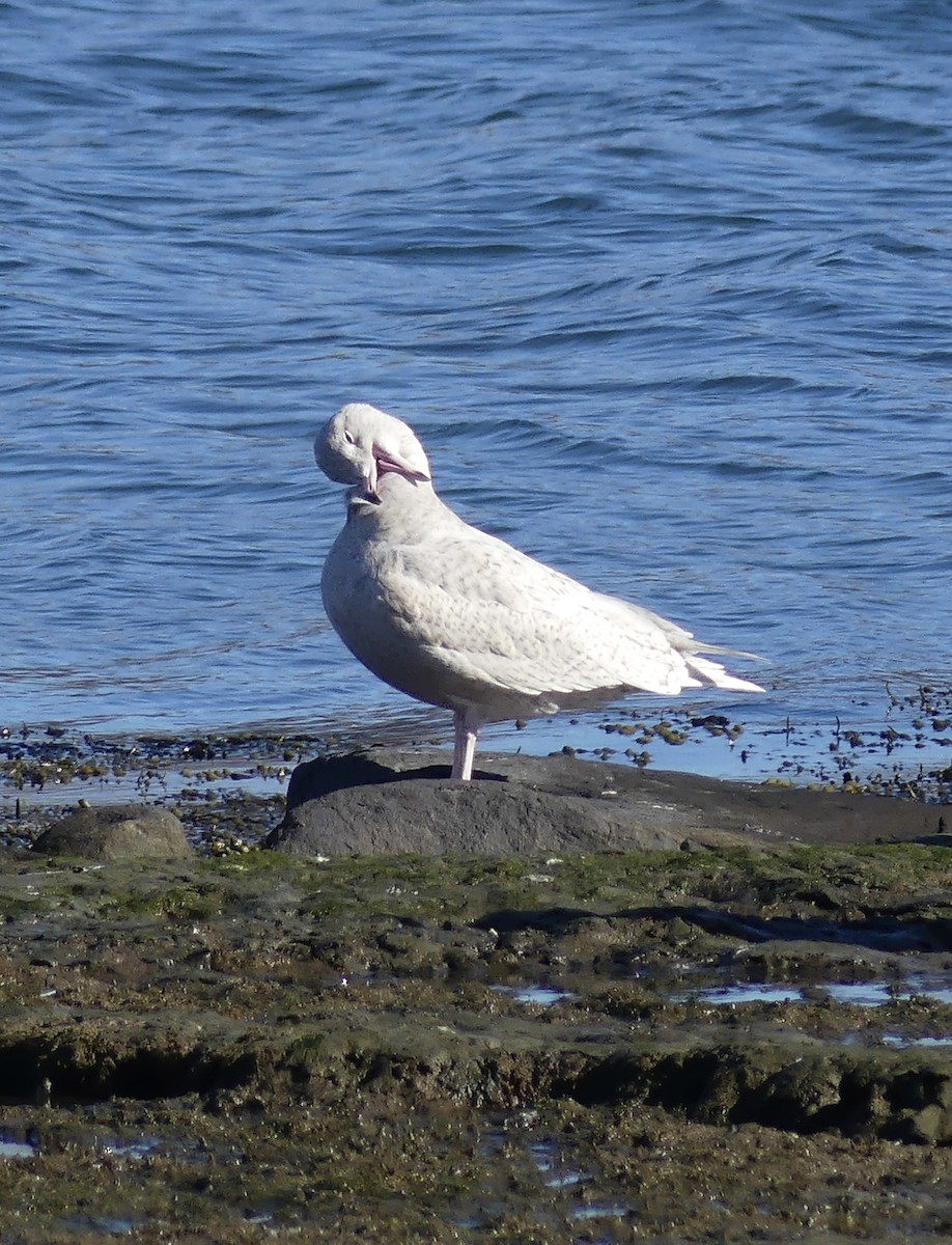 Glaucous Gull - ML645450025