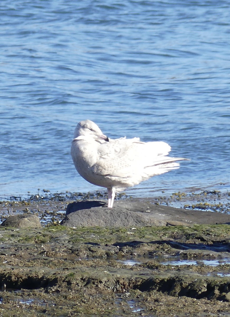 Glaucous Gull - ML645450026