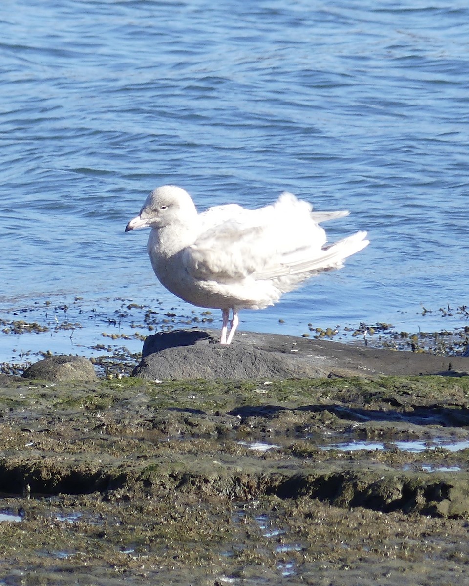 Glaucous Gull - ML645450027