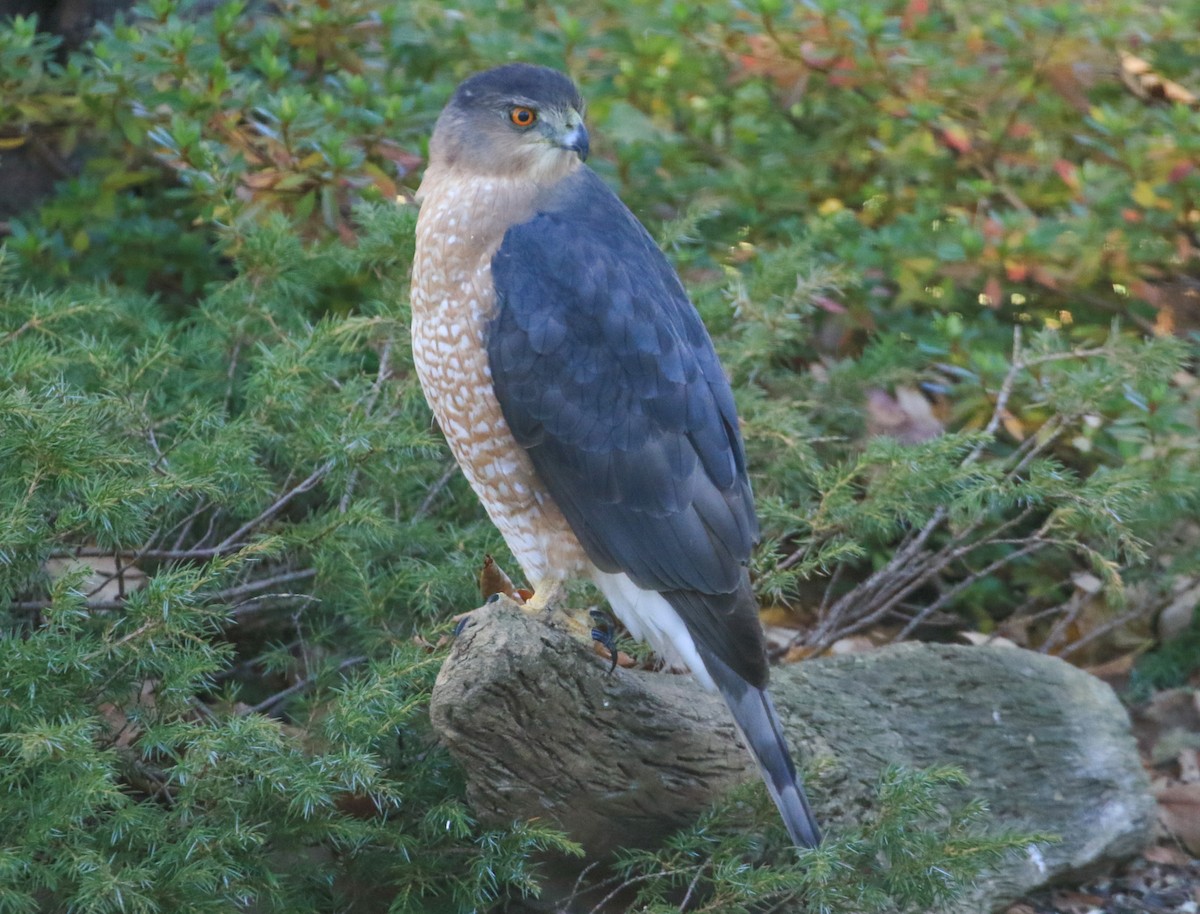 trostehauk - ML645450028