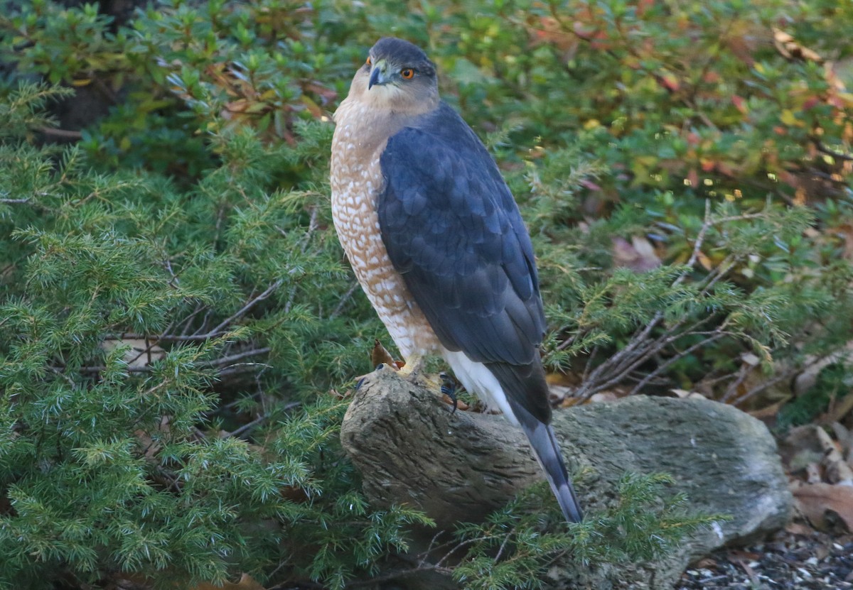 trostehauk - ML645450033