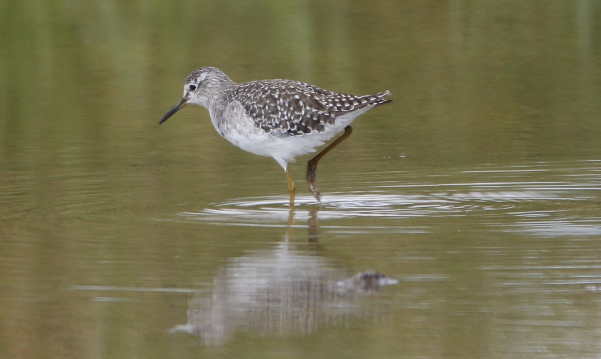 タカブシギ - ML645450034