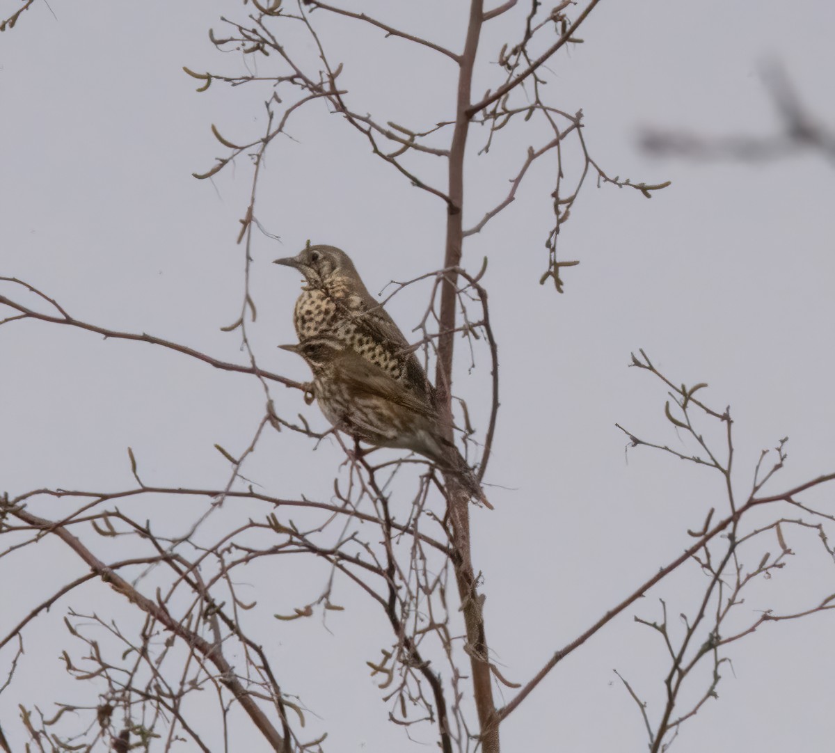 Grive draine - ML645450047