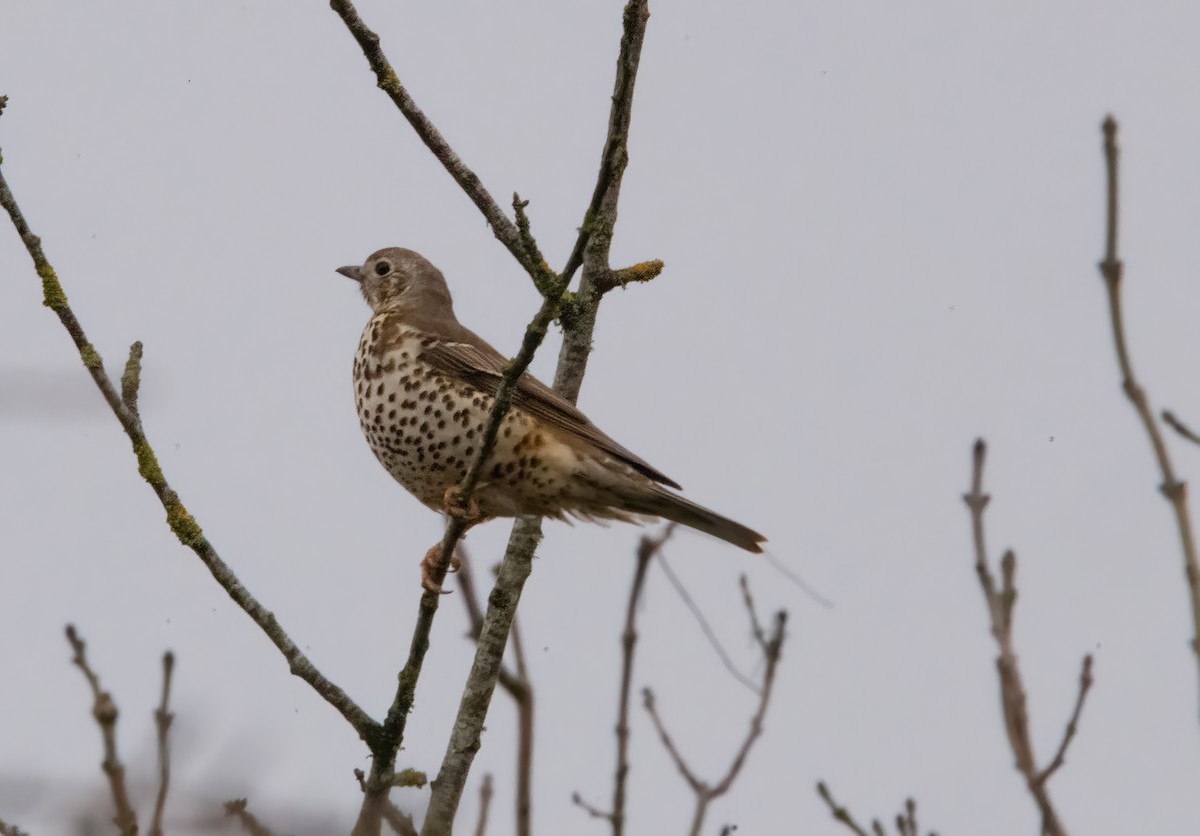 Grive draine - ML645450048