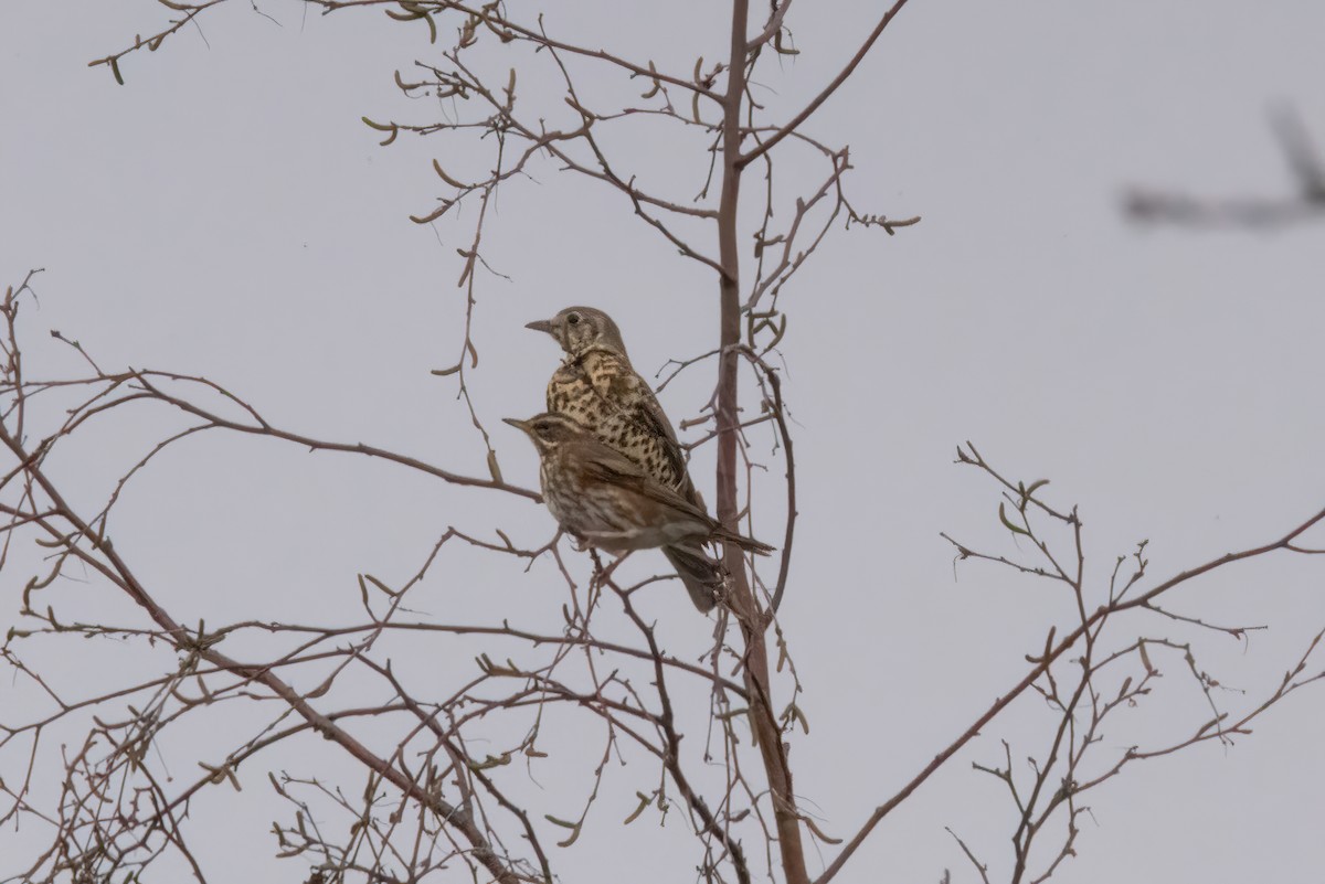 Grive draine - ML645450049