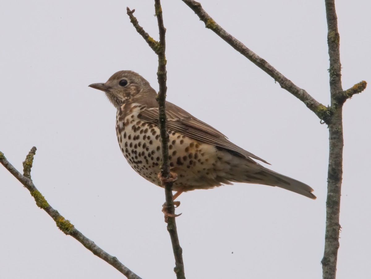 Grive draine - ML645450050