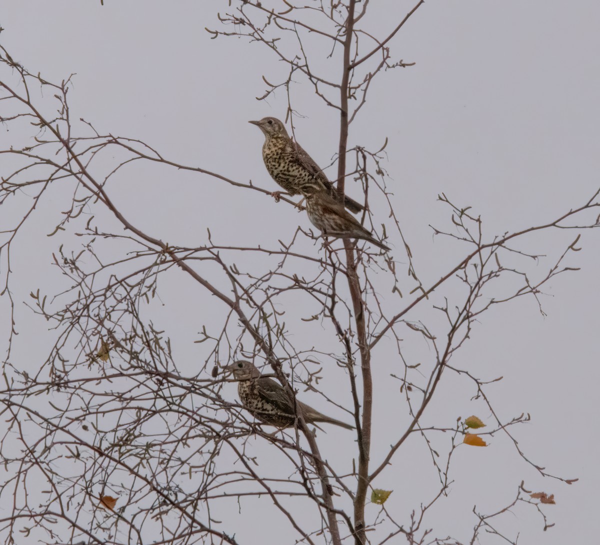 Grive draine - ML645450051