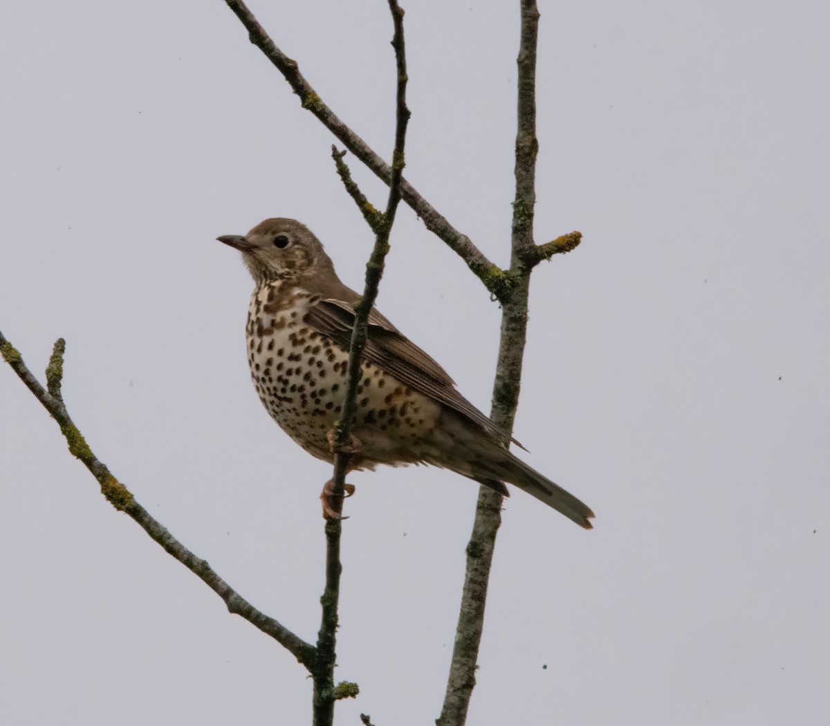 Grive draine - ML645450052